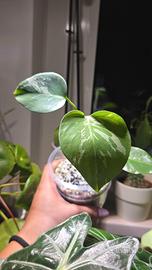 Monstera Bulbasaur (TC) n.20