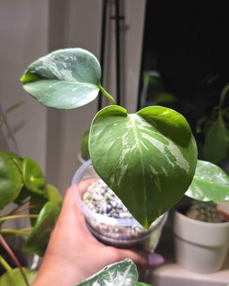 Monstera Bulbasaur (TC) n.20