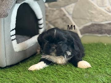 Shih tzu