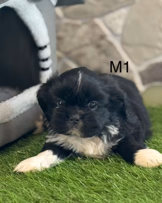 Shih tzu