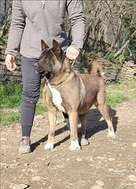 Femmina Akita Americano