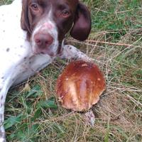 Bracco pointer da Fun.gh.i e Tart.ufi( video)