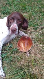 Bracco pointer da Fun.gh.i e Tart.ufi( video)