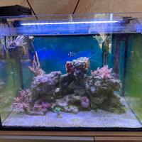 acquario askoll marino