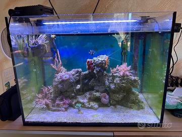 acquario askoll marino