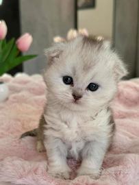 Gattino Highland/Scottish Long Hair