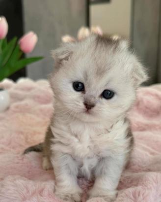 Gattino Highland/Scottish Long Hair