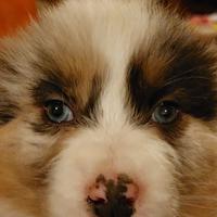 Cuccioli di Pastore Australiano (Australian Shephe