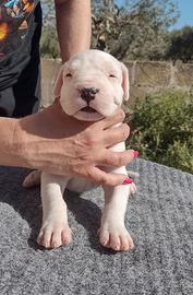 Cuccioli di dogo argentino