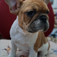 Femmina di Bulldog Francese esotica