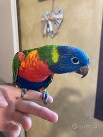Pappagallo Lori arcobaleno