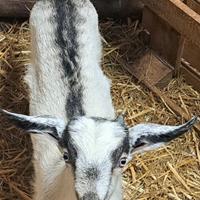 Capretto maschio con corna