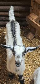 Capretto maschio con corna