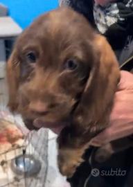 Bassotti a pelo duro color cioccolato