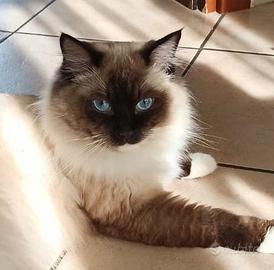 Ragdoll maschio con pedigree per accoppiamento