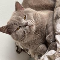 British shorthair
