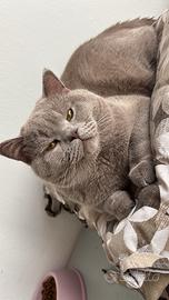 British shorthair