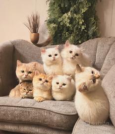 Cuccioli di Scottish / Hingland e British