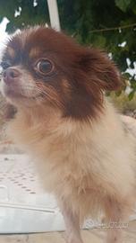 Chihuahua femmina adulta