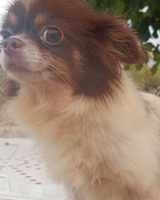 Chihuahua femmina adulta