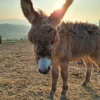 Cuccioli di asino