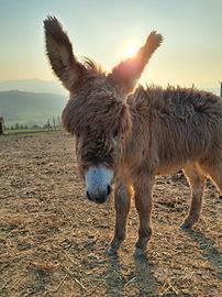 Cuccioli di asino