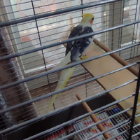 Pappagallo maschio calopsitta + gabbia
