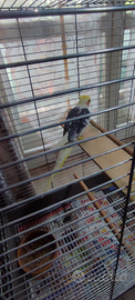 Pappagallo maschio calopsitta + gabbia