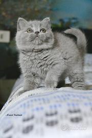 BRITISH cucciola