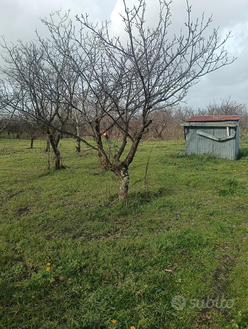 Terreno agricolo