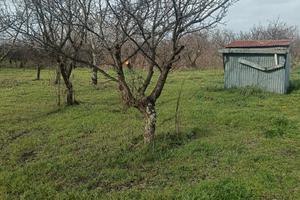 Terreno agricolo