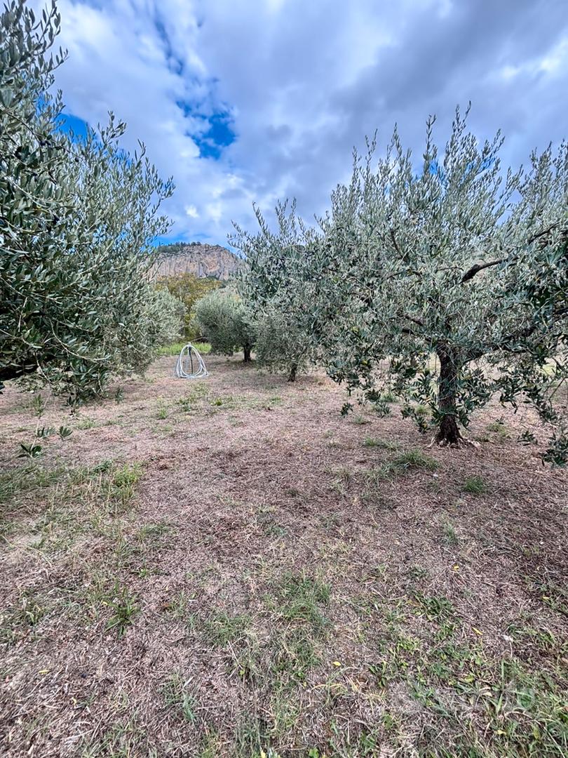 Terreno agricolo con ulivo - Vista 4