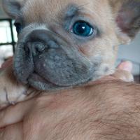 Cuccioli bulldog francese esotici