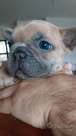 Cuccioli bulldog francese esotici