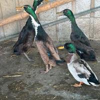 Anatre mute e corritrici