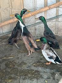 Anatre mute e corritrici