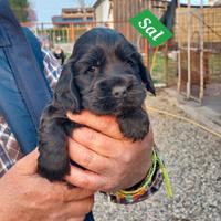 Cocker Spaniel Inglese Cuccioli