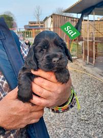 Cocker Spaniel Inglese Cuccioli