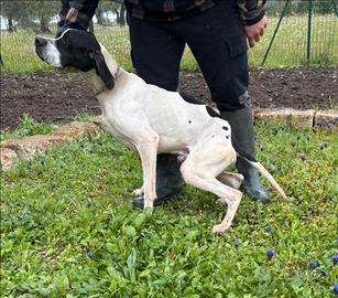 Pointer maschio