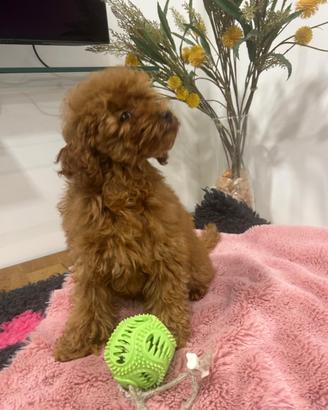 Cucciola barboncina di 4 mesi con pedigree Enci