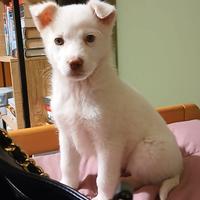 Cucciolo femmina simil maremmano