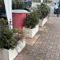 Stock 10 piante (alloro)