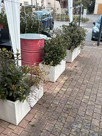 Stock 10 piante (alloro)