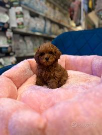 Barboncino Toy red femmina