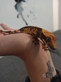  geco crestato  e terrario bioattivo 