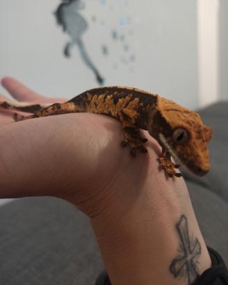  geco crestato  e terrario bioattivo 