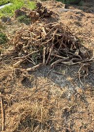Legno