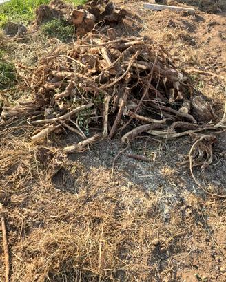 Legno