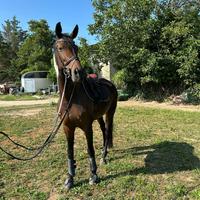 Cavallo per cat. Brevetto