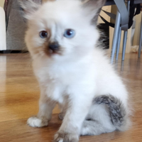 Gatto hymalaiani